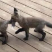 A Family of Foxes Regularly Visits Grandma’s House to Play and Spread Happiness