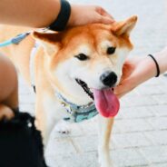 A Guide On The Best Spots to Pet Your Dog or Cat