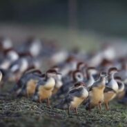 A Momma Duck Takes Her Fifty-Six Ducklings for a Swim in Minnesota Lake