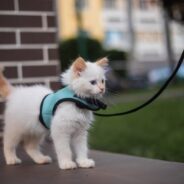 A Quick Guide to Harness Training Your Cat