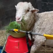 A Sheep Successfully Learned to Stand Again After 29 Days of Daily Rehabilitation Sessions