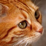 Abandoned Ginger Cat Makes Friends with Neighborhood Possum, Finds New Home