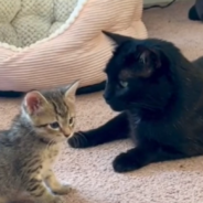 Adopted Feral Cat Takes On The Role Of “Mother” For New Kitten