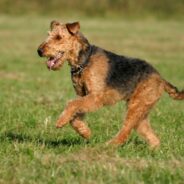 Airedale Terrier 101