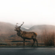 Anatomy Can Be Blamed For Millions Of Deer-Car Accidents In The United States