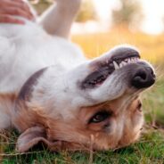 Ask Dr. Aziza: Should I Be Concerned About My Dog’s Bad Breath?