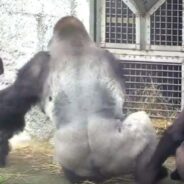 Baby Gorilla Witnessed Her Mother Being Harassed and Quickly Tried to Protect Her