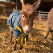 Baby “Moon” Has Been Found Alive & Returned to Her Frantic Mother!