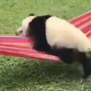 Baby Panda Does His Best to Climb into a Comfortable Hammock