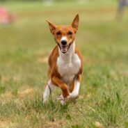 Best Hot Weather Dogs: Why These 9 Breeds Love the Sun