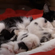 Black and White Mom Cat Adopts a Baby Skunk