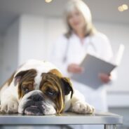 Bowel Obstruction in Dogs: Signs, Causes, Treatment and Prevention Tips