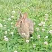 Brighten Your Day by Watching This Video of a Bunny Having Its Breakfast