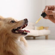 Can CBD Help with Your Dog’s Dental Health?