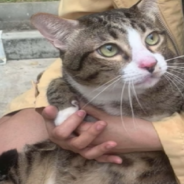 Cat Falls 6 Stories Down, Through Car Window And Lives To Tell The Tale