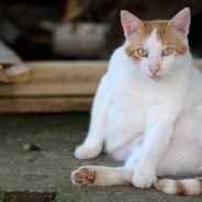 Cat Gets Locked in an Empty Business for More Than a Week