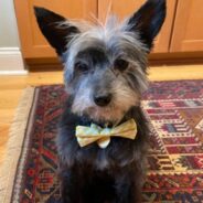 ‘Chief Executive’ of Household Dresses for the Job with His Doggie Bowtie