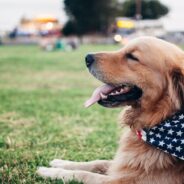 Community celebrates Independence Day by ‘Calming the Canines’ at their local shelter