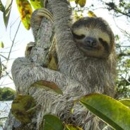 Critically Endangered Pygmy Sloths of Panama are Slipping Away