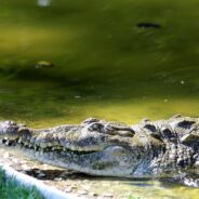 Crocodile in Costa Rican Zoo Impregnated Itself, a First Ever Recorded