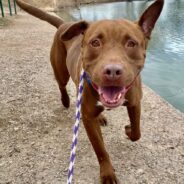 Cuddly Chocolate Pibble, Rocky, is Through Roughing it if You Can Help