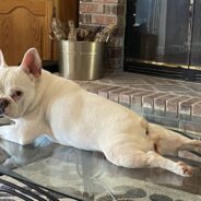 Deaf French Bulldog and ‘Love Bunny’ Pug Are Quite the Pair