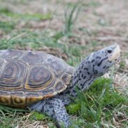 Diamonds in Peril: The Decline of the Northern Diamondback Terrapin Population