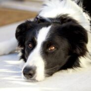 Dog Irritated with Owner Sits in Front of TV, Purposely Blocking View of Football Game