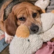 Dog Kept in a Cage for Five Years Gets Rescued, Is Immediately Ready to Be Loved