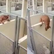 Dog Leaps over Kennel Wall to Be with Best Friend and Now They Have the Same Forever Home