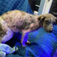 Dog with Mange Rescued, Has Hard Time Finding Home Due to Heart Condition