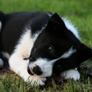 Dogs in Montana are Being Trained to Keep Bears Away from Humans