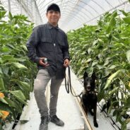 Dogs Sniff Out Pepper Weevils in Commercial Greenhouses