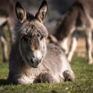 Donkeys Recruited to Defend Sheep from Wild Dogs in Perth