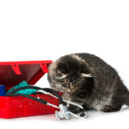 Emergency Preparedness for Cats