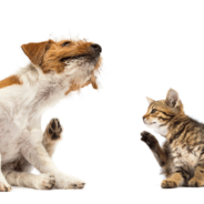 Food Allergies in Pets – Signs, Sources, & Solutions