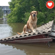 Former Ukrainian President Adopts Homeless Dog From Flooded Kherson