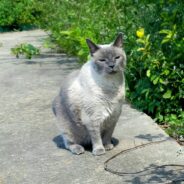 From National Security Advisor to Cat Whisperer: The Story of the Cat Man of San Marcos