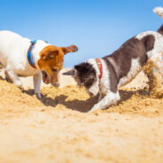 Fun at the Beach—With Your Dog!