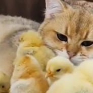 Gentle Cat Snuggles Up With Tiny Chicks In Adorable Viral Video