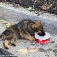 Georgia Firefighters Rescue Puppy From Hot Car And Issue Warning To All Dog Owners