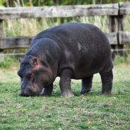 Hadari, the Young Pygmy Hippo, Lands at the Pittsburgh Zoo