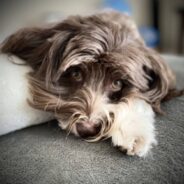 Havanese With Very Long Legs Earns Nickname ‘Havanese Giantus’