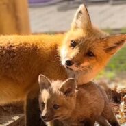 Hope the Fox Lives Up to Her Name as She Adopts Three Adorable Orphaned Kits