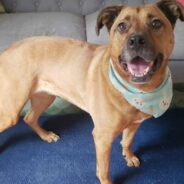 How APA! Gives Behavior Dogs a Second Lease on Love and Life: Ruthie