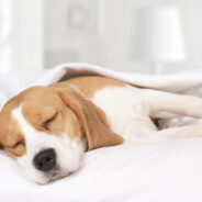 How Do Your Dog’s Hormones Affect Their Health and Behavior?