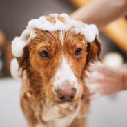 How Often You Should Be Grooming Your Dog