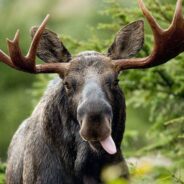 How to Keep Yourself and Your Dog Safe If You Come Across a Moose