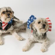 How To Protect Your Dogs From Fireworks This Fourth Of July