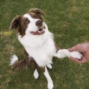 How to Teach a Dog to Shake